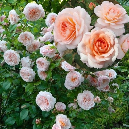Rosa 'Schloss Eutin' - Roos 'Schloss Eutin' C4/4L